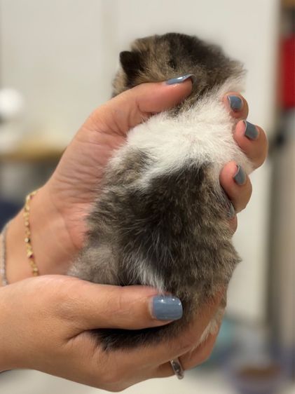 ลูกแมวสก๊อตติช รูปที่ 6