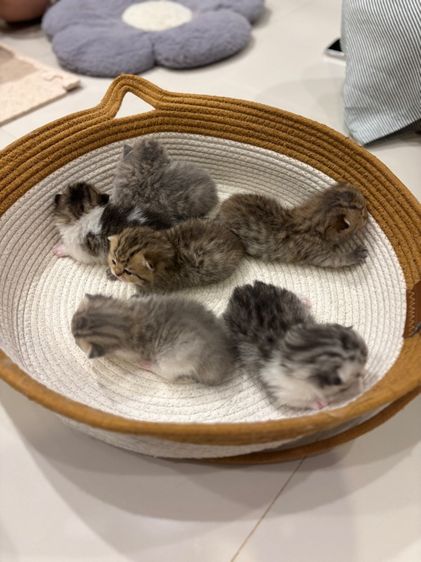 ลูกแมวสก๊อตติช รูปที่ 2