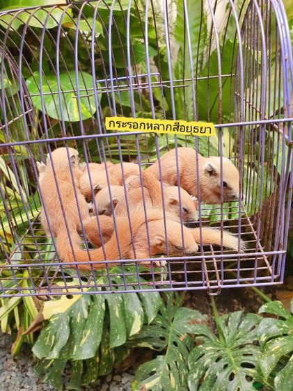 ขายกระรอกเผือกสระบุรีแท้