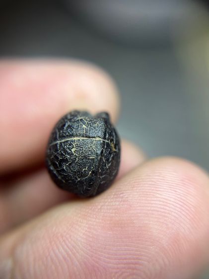 ลูกอมพอดคลั่ง หลวงพ่อทองสุข (มีสินค้าหลายรายการกดเข้ามาดูในโปรไฟล์ได้เลยครับ) รูปที่ 13