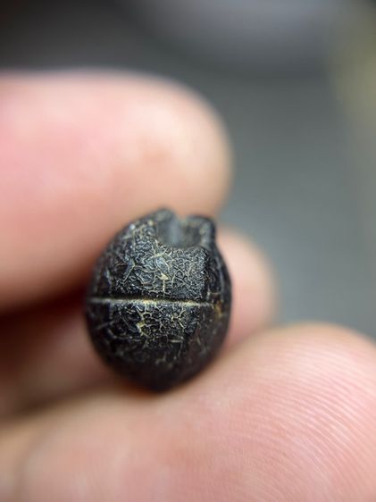 ลูกอมพอดคลั่ง หลวงพ่อทองสุข (มีสินค้าหลายรายการกดเข้ามาดูในโปรไฟล์ได้เลยครับ) รูปที่ 15