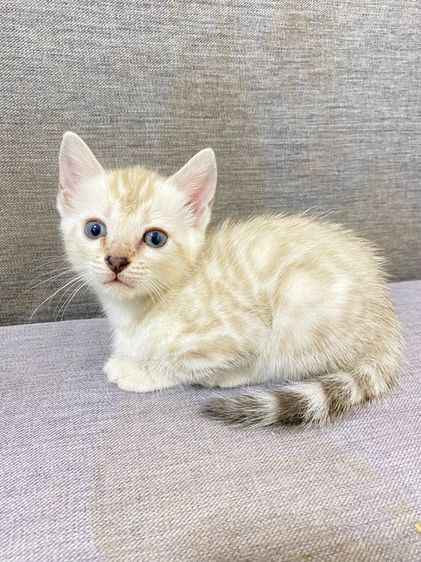 เปิดจองลูกแมวเบงกอล สีsnow lynx  รูปที่ 2