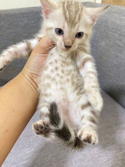 เปิดจองลูกแมวเบงกอล สีsnow lynx  รูปที่ 6