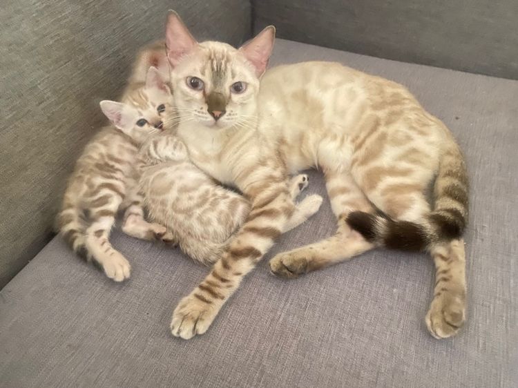 เปิดจองลูกแมวเบงกอล สีsnow lynx  รูปที่ 7