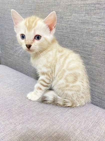 เปิดจองลูกแมวเบงกอล สีsnow lynx  รูปที่ 3