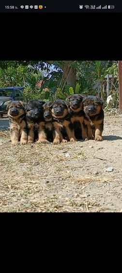 เยอรมันเชพเพิร์ด เฝ้าบ้านเก่ง รักเจ้าของ รูปที่ 7