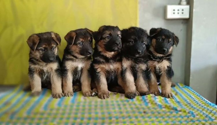 เยอรมันเชพเพิร์ด เฝ้าบ้านเก่ง รักเจ้าของ รูปที่ 13