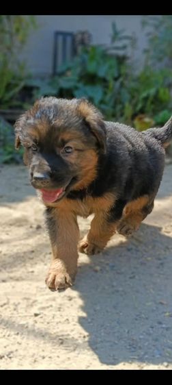 เยอรมันเชพเพิร์ด เฝ้าบ้านเก่ง รักเจ้าของ รูปที่ 9