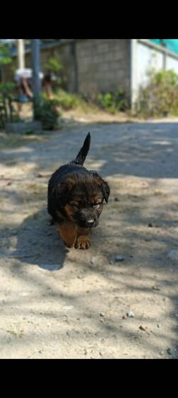 เยอรมันเชพเพิร์ด เฝ้าบ้านเก่ง รักเจ้าของ รูปที่ 14