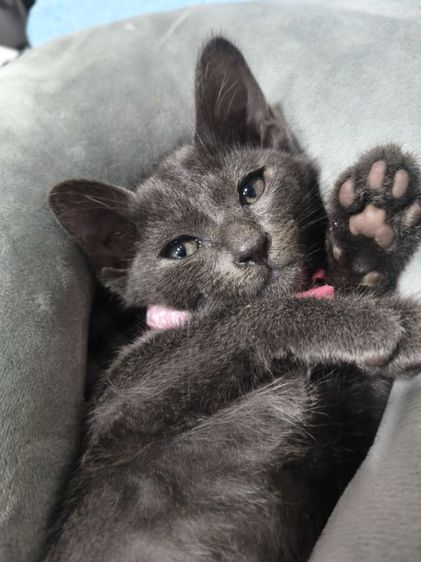 สีสวาท รูปที่ 6