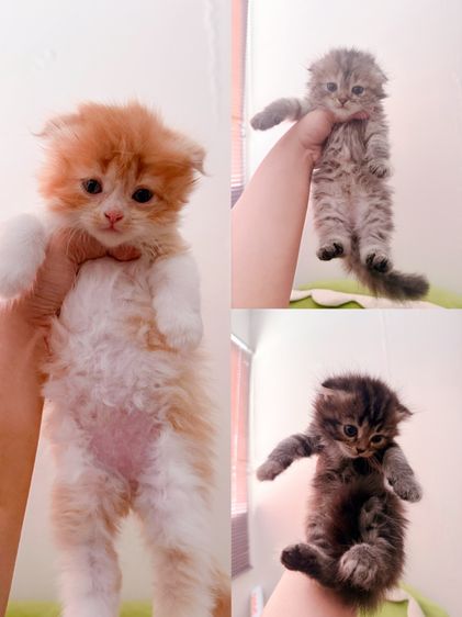 น้องแมวสก็อตติชหาบ้านด่วนน รูปที่ 2