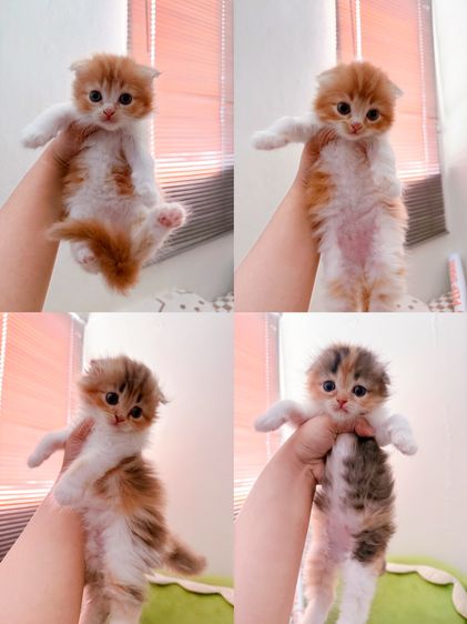 สก็อตติช โฟลด์ (Scottish Fold) น้องแมวสก็อตติชหาบ้านด่วนน
