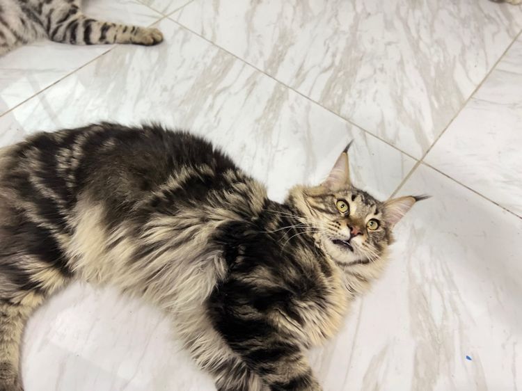 (ราคาต่อ1คู่) แมวสายพันธุ์เมนคูน เด็กชาย6เดือนสุขภาพดีเเข็งเเรง เมนคูนแท้100พ่อเเม่มีใบรับรองสายพันธุ์ รูปที่ 3