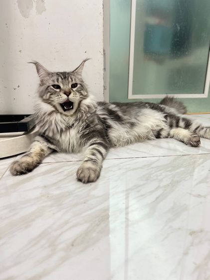 (ราคาต่อ1คู่) แมวสายพันธุ์เมนคูน เด็กชาย6เดือนสุขภาพดีเเข็งเเรง เมนคูนแท้100พ่อเเม่มีใบรับรองสายพันธุ์ รูปที่ 6