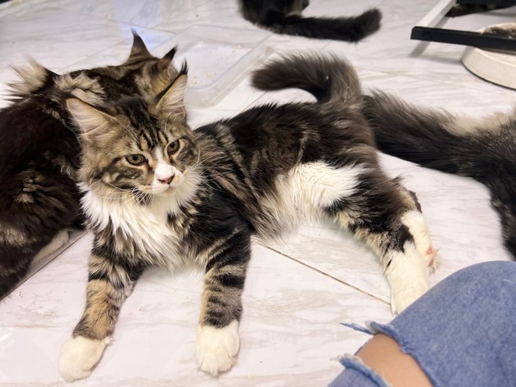 (ราคาต่อ1คู่) แมวสายพันธุ์เมนคูน เด็กชาย6เดือนสุขภาพดีเเข็งเเรง เมนคูนแท้100พ่อเเม่มีใบรับรองสายพันธุ์ รูปที่ 8