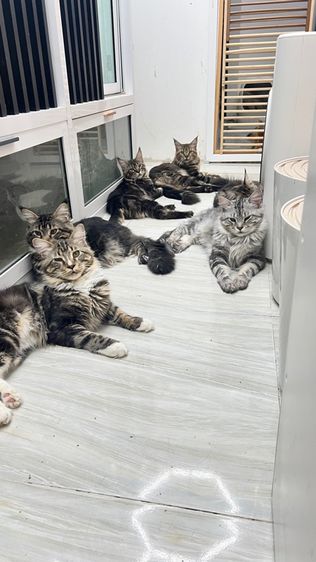 (ราคาต่อ1คู่) แมวสายพันธุ์เมนคูน เด็กชาย6เดือนสุขภาพดีเเข็งเเรง เมนคูนแท้100พ่อเเม่มีใบรับรองสายพันธุ์ รูปที่ 2