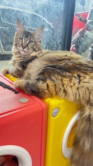 (ราคาต่อ1คู่) แมวสายพันธุ์เมนคูน เพศเมีย 6 เดือน สุขภาพดีเเข็งทุกตัว💕 รูปที่ 8