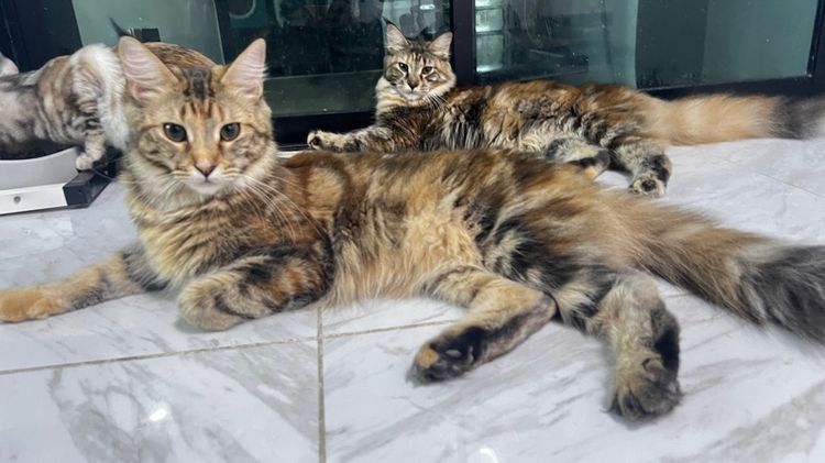 (ราคาต่อ1คู่) แมวสายพันธุ์เมนคูน เพศเมีย 6 เดือน สุขภาพดีเเข็งทุกตัว💕 รูปที่ 5