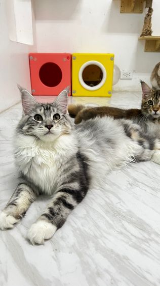 เมนคูน (Maine Coon) (ราคาต่อ1คู่) แมวสายพันธุ์เมนคูน เพศเมีย 6 เดือน สุขภาพดีเเข็งทุกตัว💕