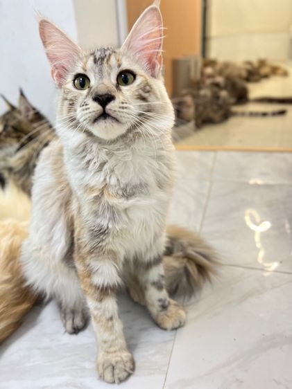(ราคาต่อ1คู่) แมวสายพันธุ์เมนคูน เพศเมีย 6 เดือน สุขภาพดีเเข็งทุกตัว💕 รูปที่ 10