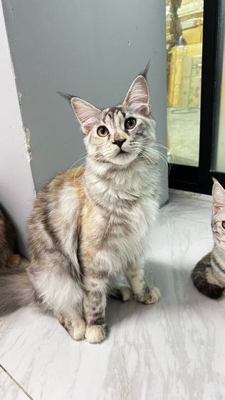 (ราคาต่อ1คู่) แมวสายพันธุ์เมนคูน เพศเมีย 6 เดือน สุขภาพดีเเข็งทุกตัว💕 รูปที่ 2