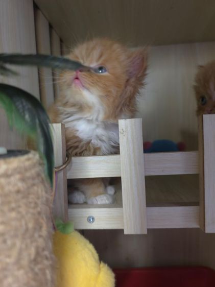 แมวเปอเซียแท่ รูปที่ 9