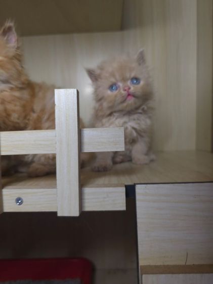 แมวเปอเซียแท่ รูปที่ 7