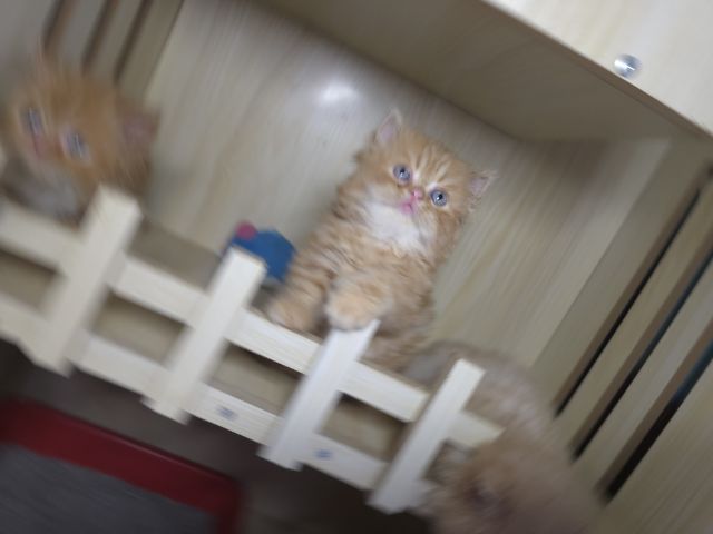 แมวเปอเซียแท่ รูปที่ 11