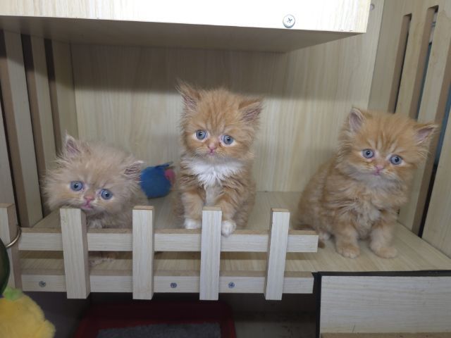 แมวเปอเซียแท่ รูปที่ 16