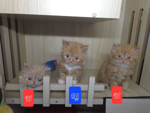 แมวเปอเซียแท่ รูปที่ 5