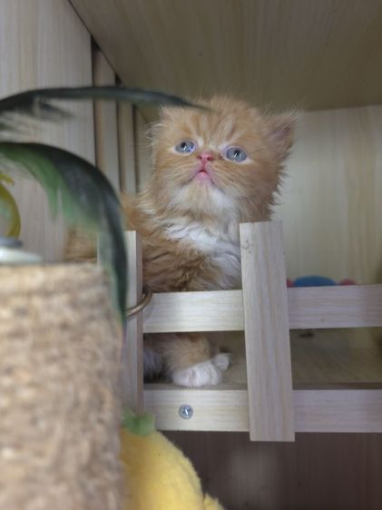 แมวเปอเซียแท่ รูปที่ 10