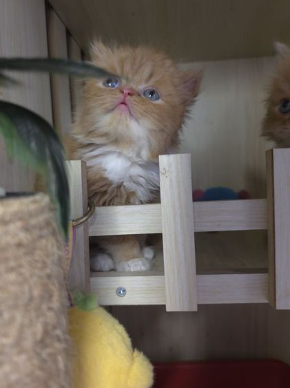 แมวเปอเซียแท่ รูปที่ 8