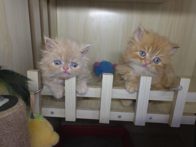 แมวเปอเซียแท่ รูปที่ 15