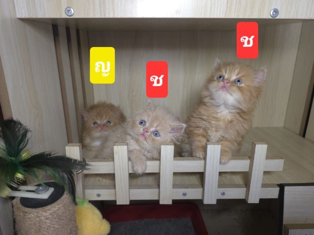 แมวเปอเซียแท่ รูปที่ 6