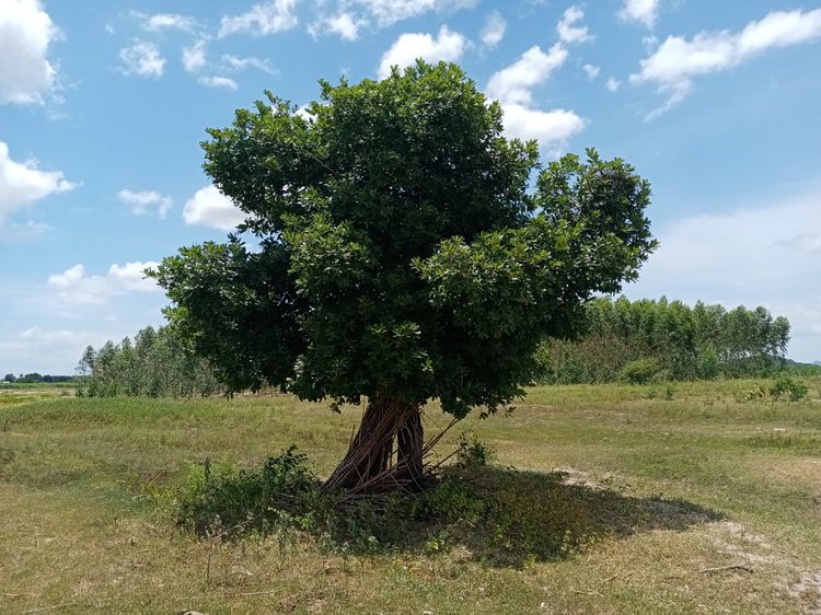 ที่ดินโฉนด ต.หนองตากยา อ.ท่าม่วง จ.กาญจนบุรี ขุดคูรอบแปลง สำหรับทำการเกษตร เลี้ยงสัตว์ได้ ไร่ละแสน4กว่า พร้อมไม้ป่ามีค่าจำนวนมาก สูงกว่าคนแล รูปที่ 2