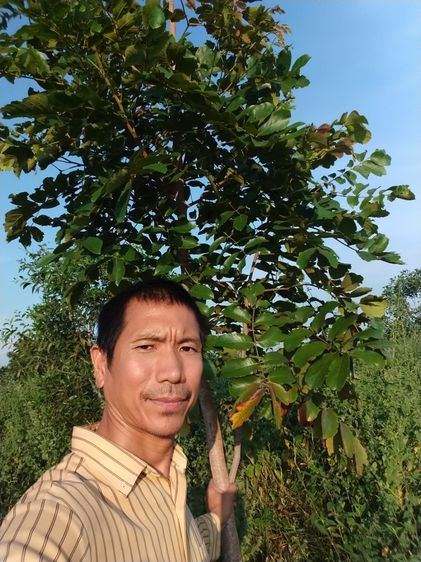 ที่ดินโฉนด ต.หนองตากยา อ.ท่าม่วง จ.กาญจนบุรี ขุดคูรอบแปลง สำหรับทำการเกษตร เลี้ยงสัตว์ได้ ไร่ละแสน4กว่า พร้อมไม้ป่ามีค่าจำนวนมาก สูงกว่าคนแล รูปที่ 4