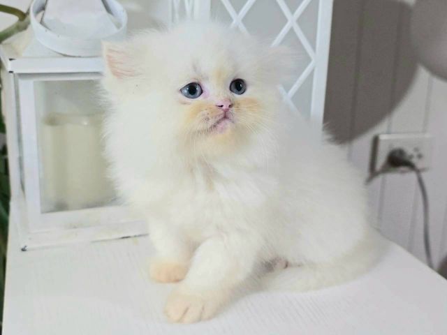 แมวเปอร์เซียเพคผู้อายุ2เดือนกว่าหน้ารักอ่วนมาก รูปที่ 4