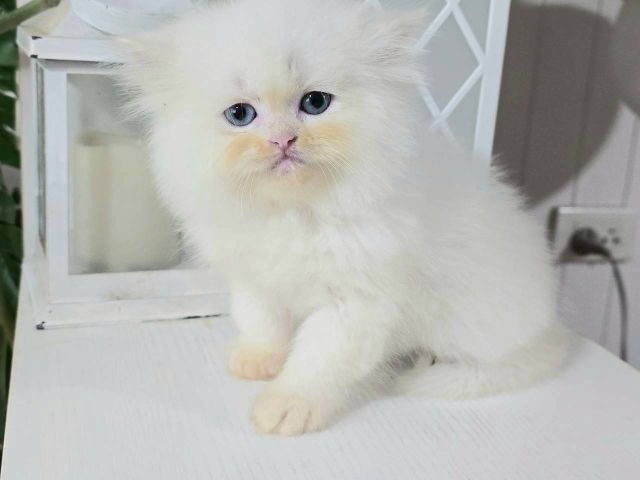 แมวเปอร์เซียเพคผู้อายุ2เดือนกว่าหน้ารักอ่วนมาก รูปที่ 3