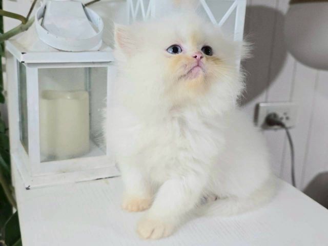 แมวเปอร์เซียเพคผู้อายุ2เดือนกว่าหน้ารักอ่วนมาก