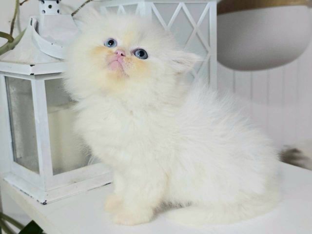 แมวเปอร์เซียเพคผู้อายุ2เดือนกว่าหน้ารักอ่วนมาก รูปที่ 2