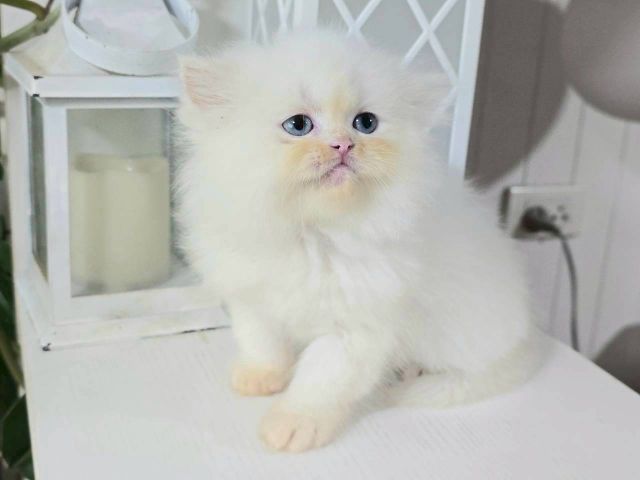 แมวเปอร์เซียเพคผู้อายุ2เดือนกว่าหน้ารักอ่วนมาก รูปที่ 5