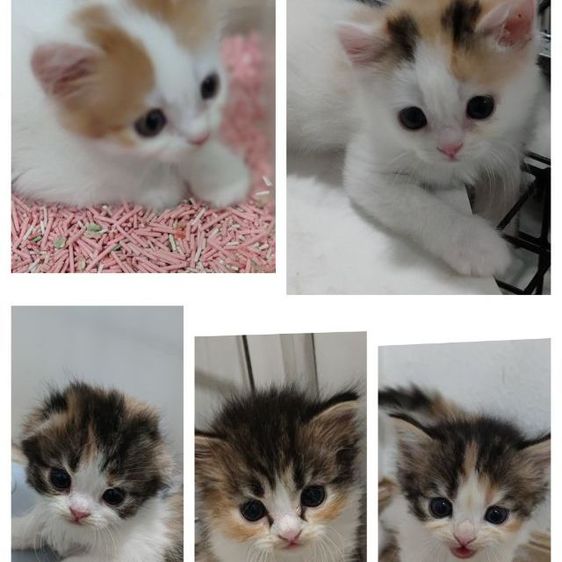 สก็อตติช โฟลด์ (Scottish Fold) สกอตทิศน้อยโบกรถจ้า