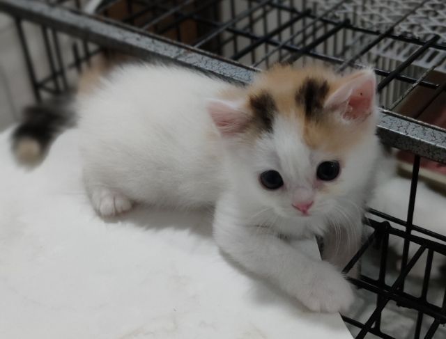 สกอตทิศน้อยโบกรถจ้า รูปที่ 4