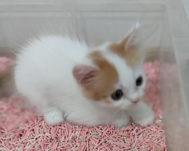 สกอตทิศน้อยโบกรถจ้า รูปที่ 3