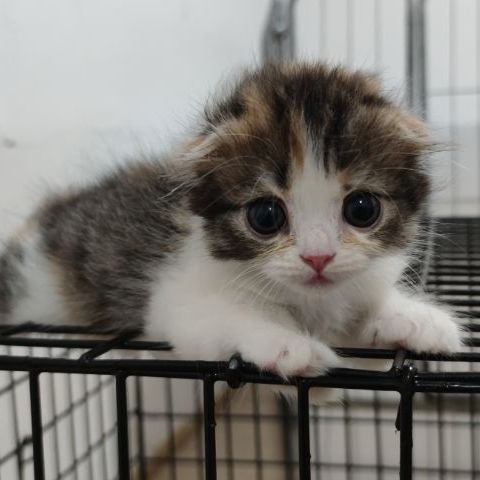 สกอตทิศน้อยโบกรถจ้า รูปที่ 9