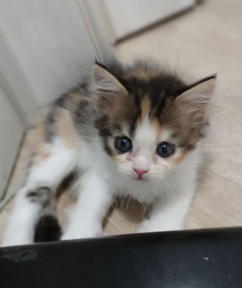 สกอตทิศน้อยโบกรถจ้า รูปที่ 8