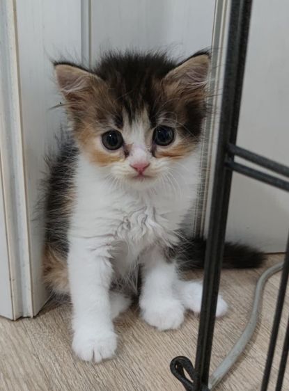 สกอตทิศน้อยโบกรถจ้า รูปที่ 10