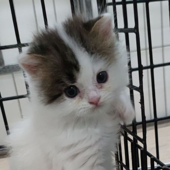 ทาสจ๋ามารับนูู๋ที รูปที่ 4