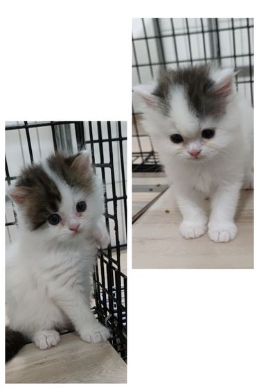สก็อตติช โฟลด์ (Scottish Fold) ทาสจ๋ามารับนูู๋ที