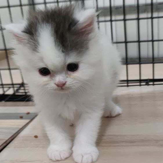 ทาสจ๋ามารับนูู๋ที รูปที่ 3